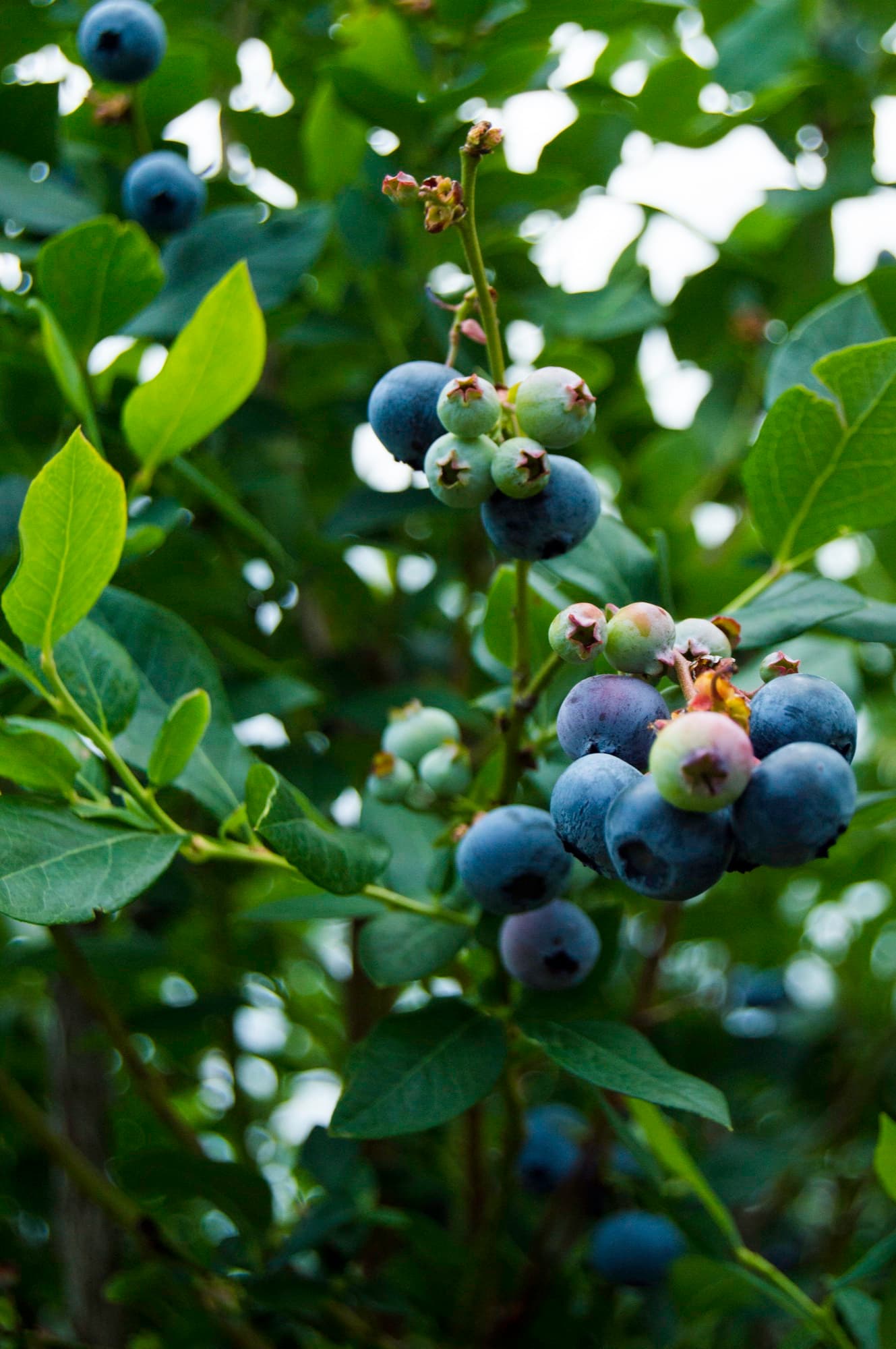 Blueberry Study I