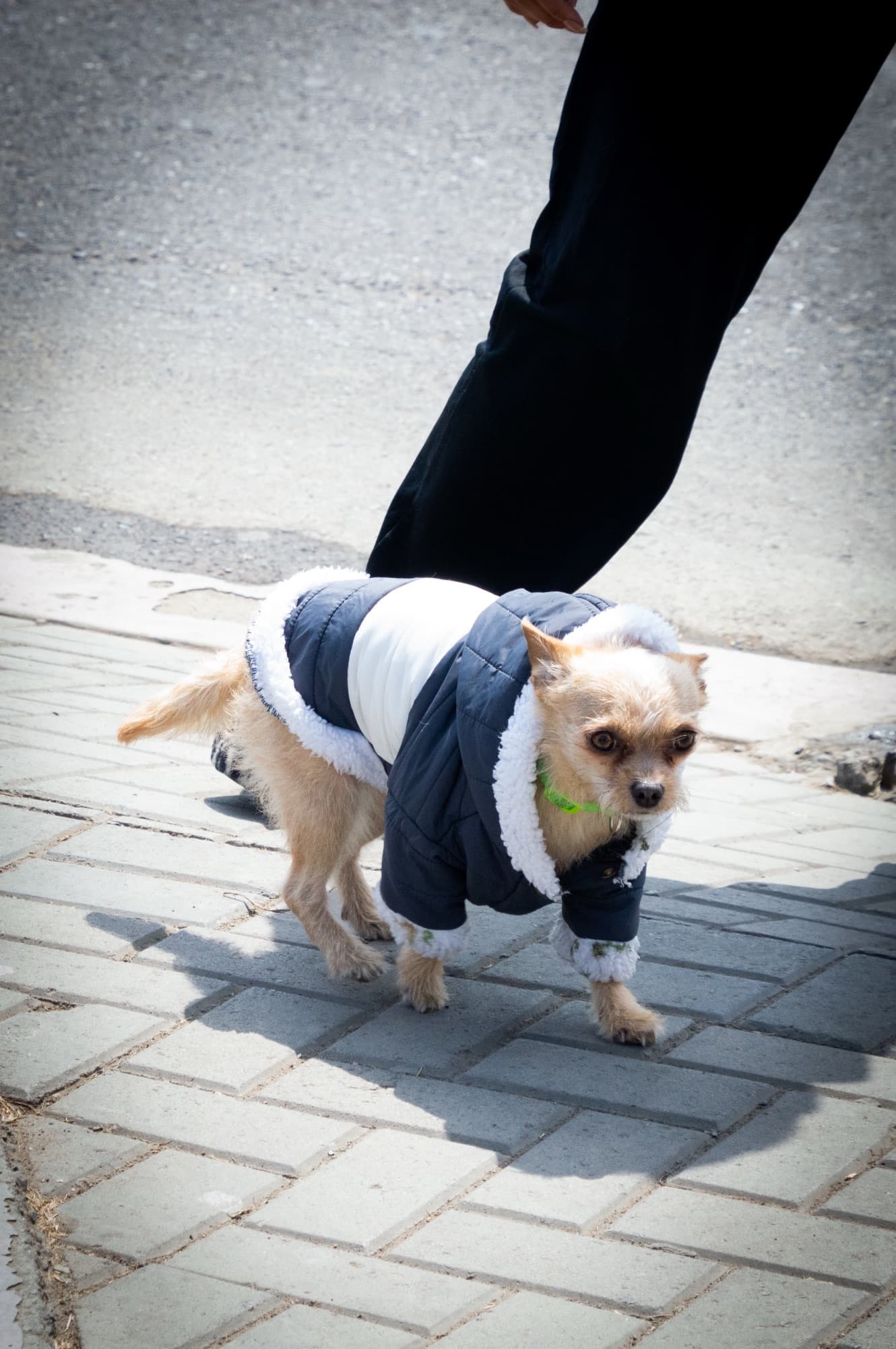 Street Dogs I