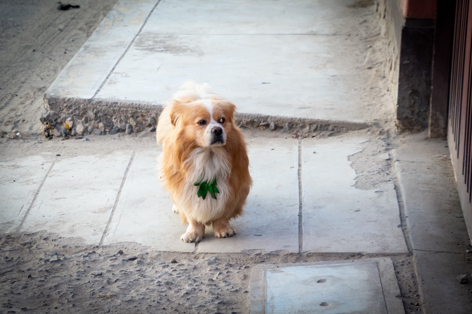 Street Dogs IV