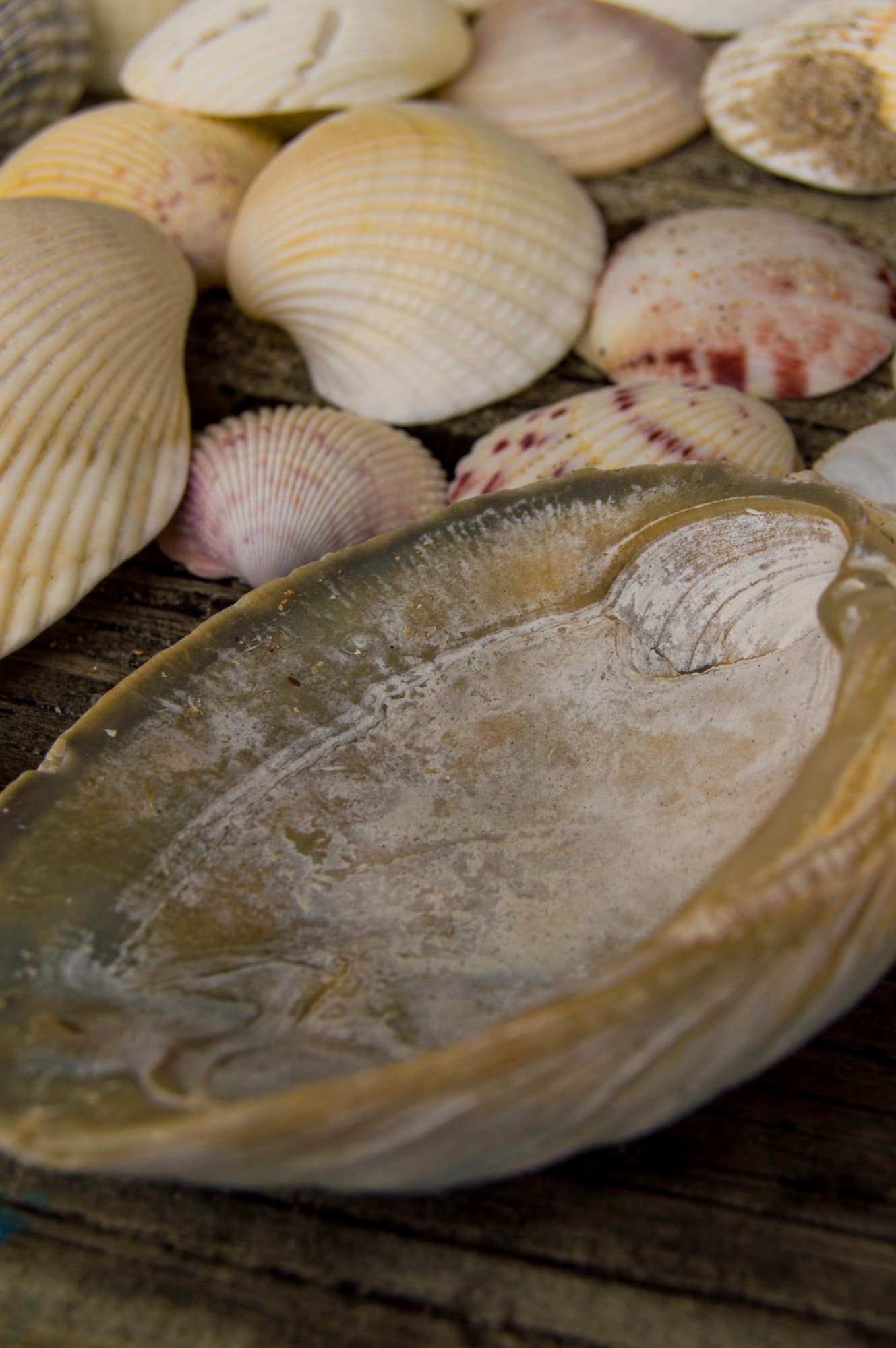 Shore Finds I