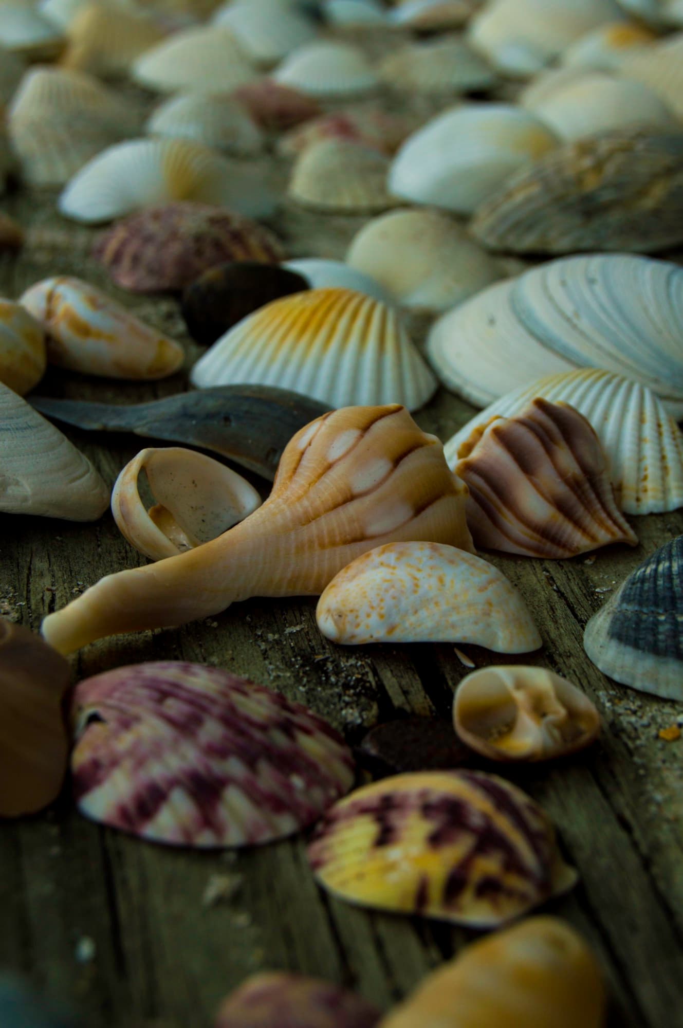 Shore Finds II