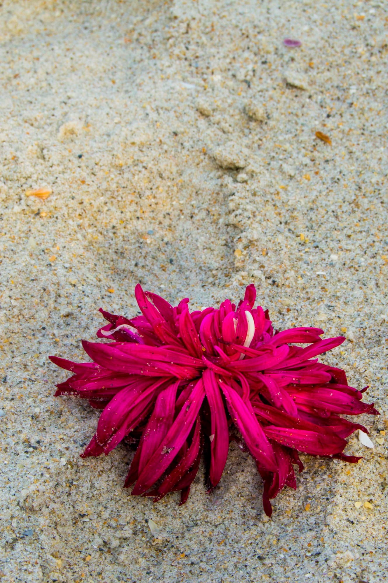 Shore Finds III