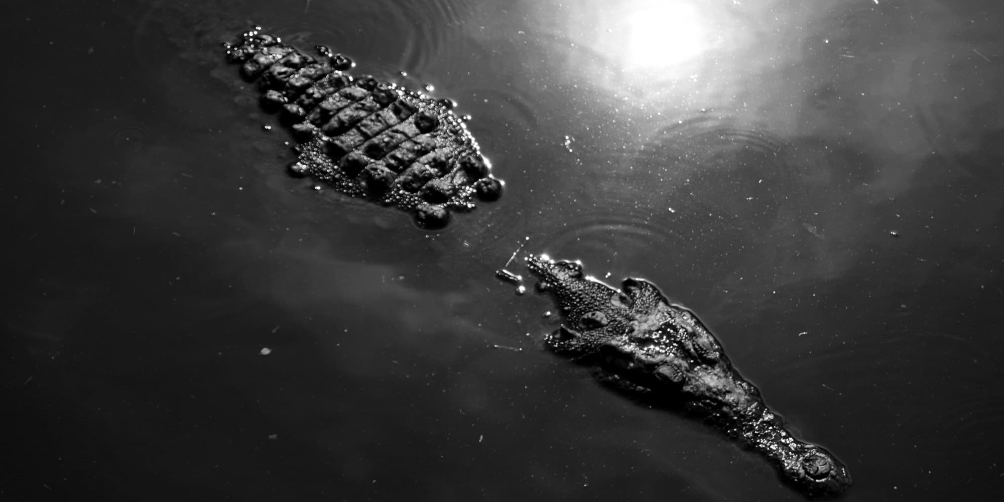 Wild Florida II