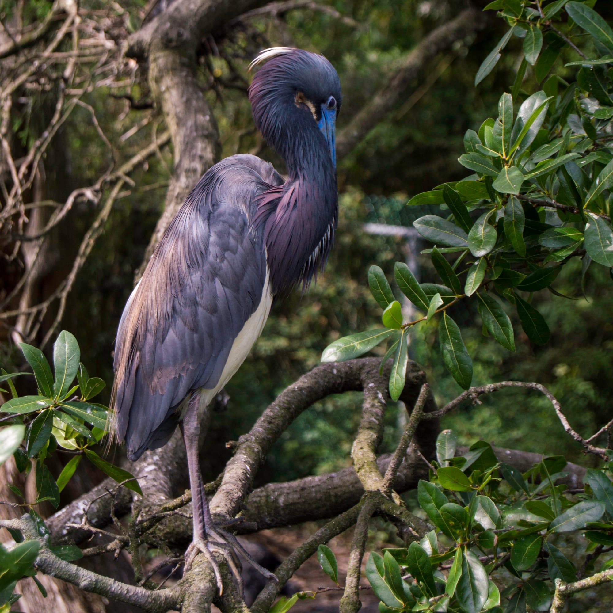 Wild Florida III