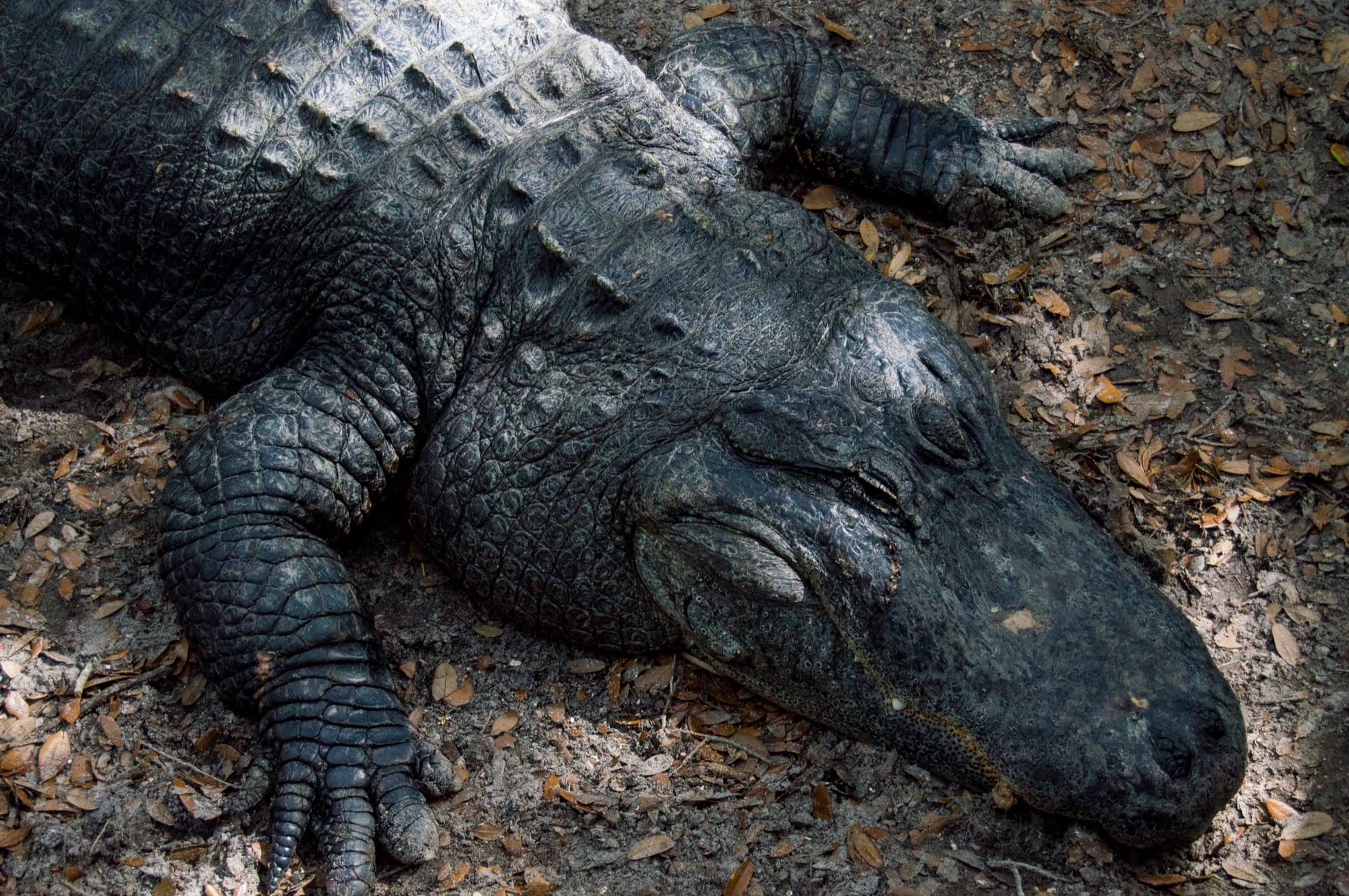 Wild Florida IV